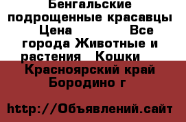 Бенгальские подрощенные красавцы. › Цена ­ 20 000 - Все города Животные и растения » Кошки   . Красноярский край,Бородино г.